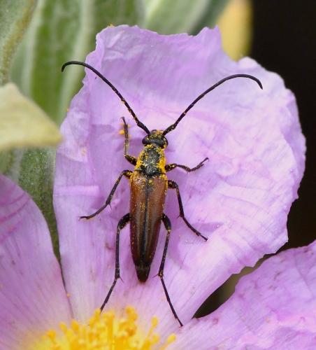 Réf. 230 434 : Stenurella sp.